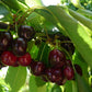 Black Pearl® Sweet Cherry