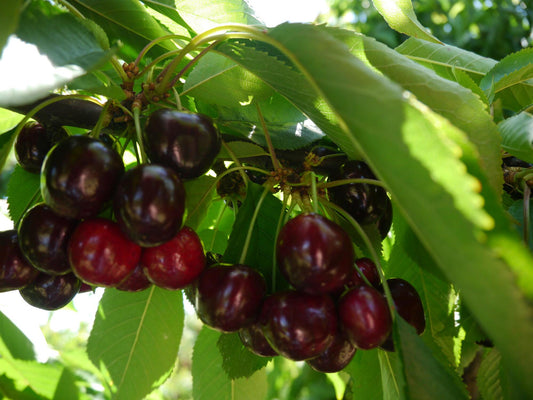 Black Pearl® Sweet Cherry