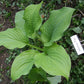 Honey Pie Hosta Plants online shopping
