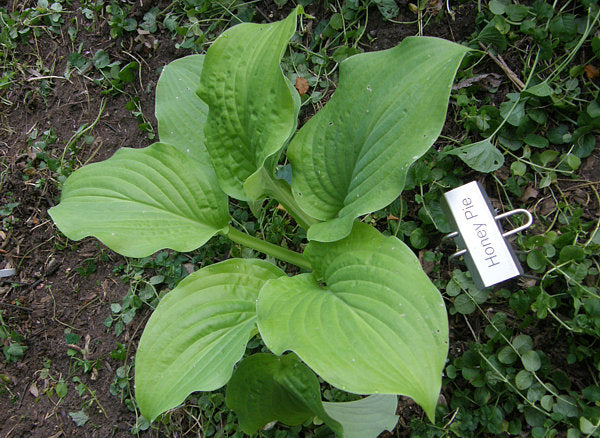 Honey Pie Hosta Plants online shopping