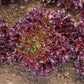 Burgandy Eazyleaf Lettuce Seeds online shopping