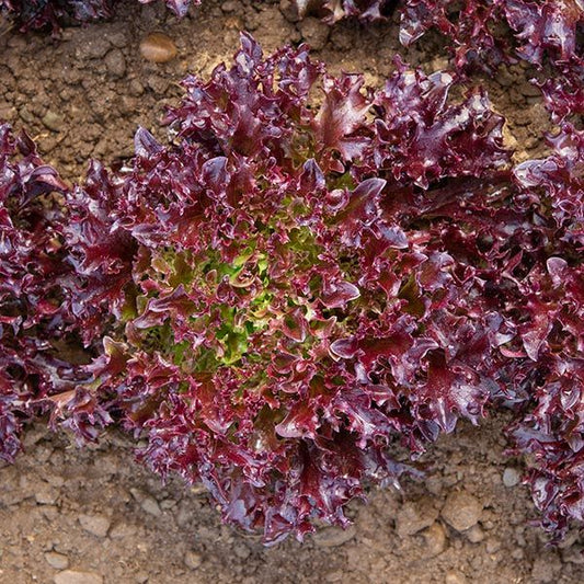Burgandy Eazyleaf Lettuce Seeds online shopping