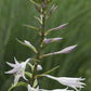 Ringtail Hosta Plants online shopping