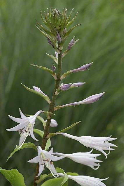Ringtail Hosta Plants online shopping