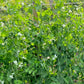 Alderman (Tall Telephone) Shelling Pea Seeds online shopping