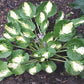 Warwick Comet Hosta Plants online shopping
