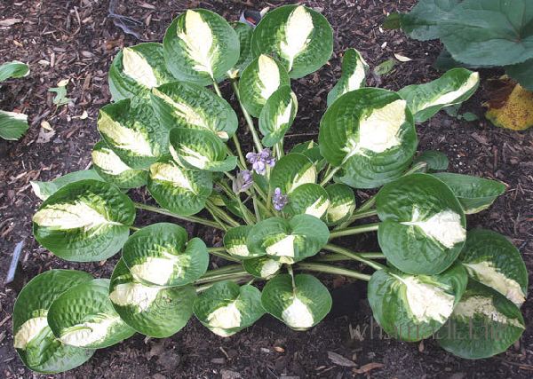 Warwick Comet Hosta Plants online shopping
