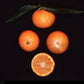 Honey Mandarin Budwood citrus plant material online shopping