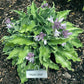Waterslide Hosta Plants online shopping