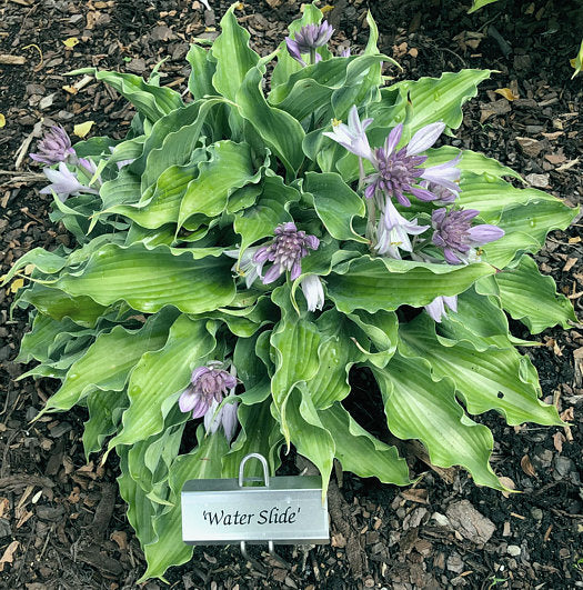 Waterslide Hosta Plants online shopping
