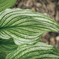 Zebra Stripes Hosta Plants online shopping