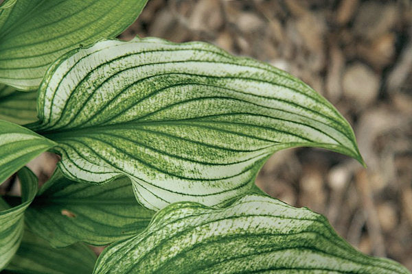 Zebra Stripes Hosta Plants online shopping