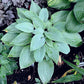 Holar Ice Empress Hosta Plants online shopping