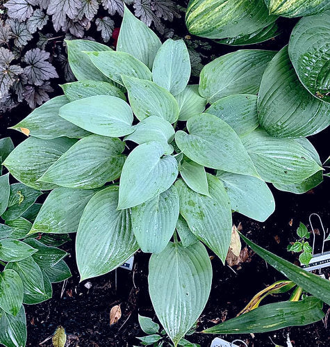 Holar Ice Empress Hosta Plants online shopping