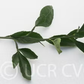 Citrondarin Trifoliate x Satsuma Mandarin Budwood citrus plant material online shopping