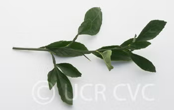 Citrondarin Trifoliate x Satsuma Mandarin Budwood citrus plant material online shopping