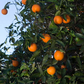 Lima Acidless Sweet Orange Budwood citrus plant material online shopping