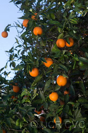 Lima Acidless Sweet Orange Budwood citrus plant material online shopping