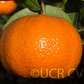 W. Murcott Afourer Mandarin Budwood citrus plant material online shopping