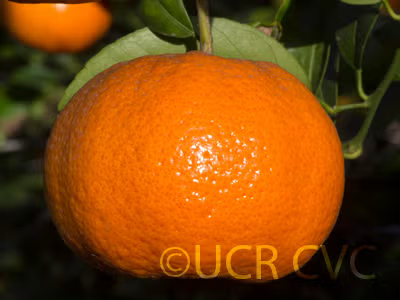 W. Murcott Afourer Mandarin Budwood citrus plant material online shopping