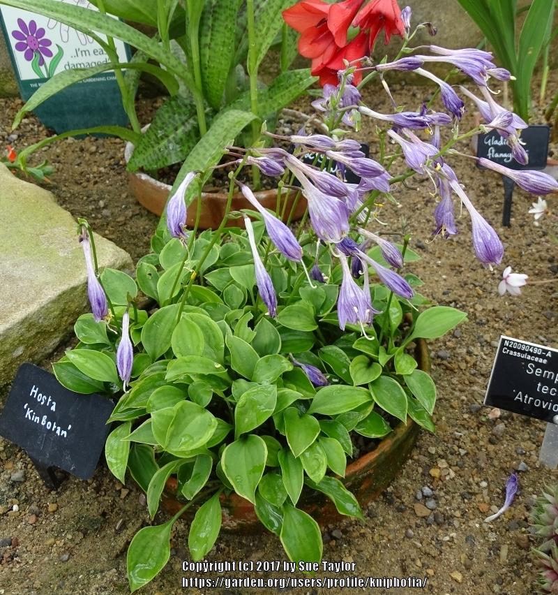 Kinbotan Hosta