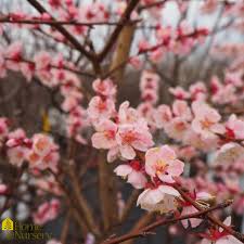 Debbie’s Gold Apricot Self Fertile Prairie Hardy Fruit Tree Spring Blossoms