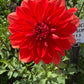Patricia Ann’s Sunset Dahlia
