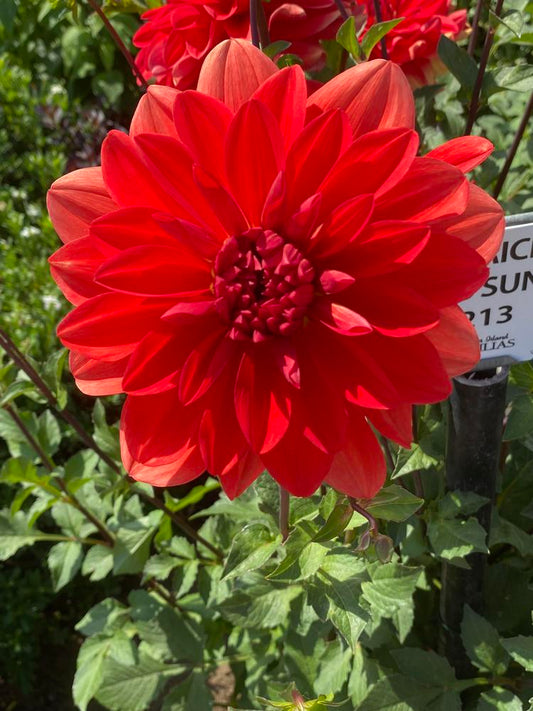 Patricia Ann’s Sunset Dahlia