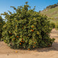 Midknight Valencia Orange Budwood citrus plant material online shopping