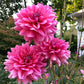 Southern Belle Dahlia