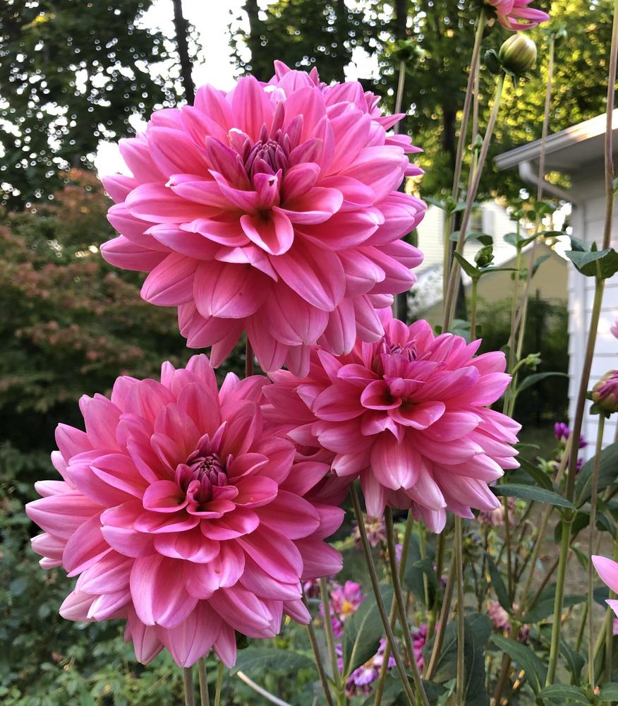 Southern Belle Dahlia