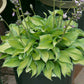 Tick Tock Hosta Plants online shopping