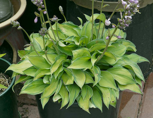 Tick Tock Hosta Plants online shopping