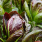 TVG1 Chicory