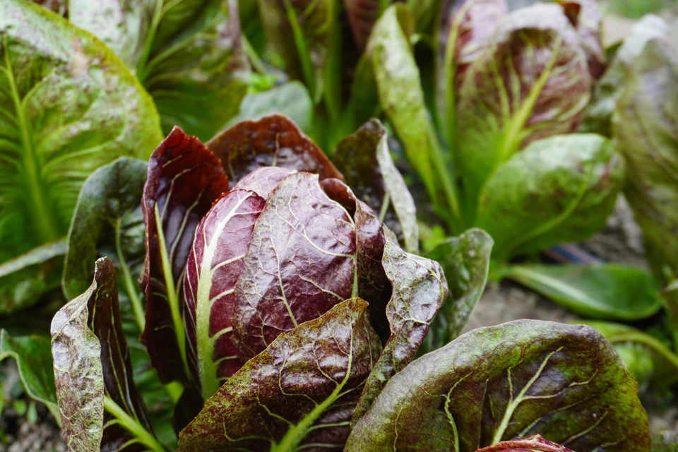 TVG1 Chicory