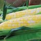 Temptress F1 Corn