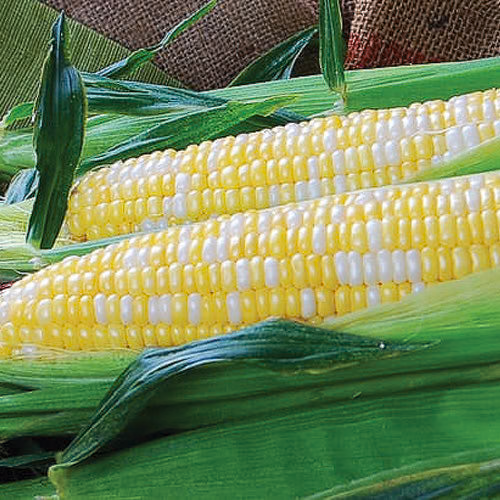 Temptress F1 Corn