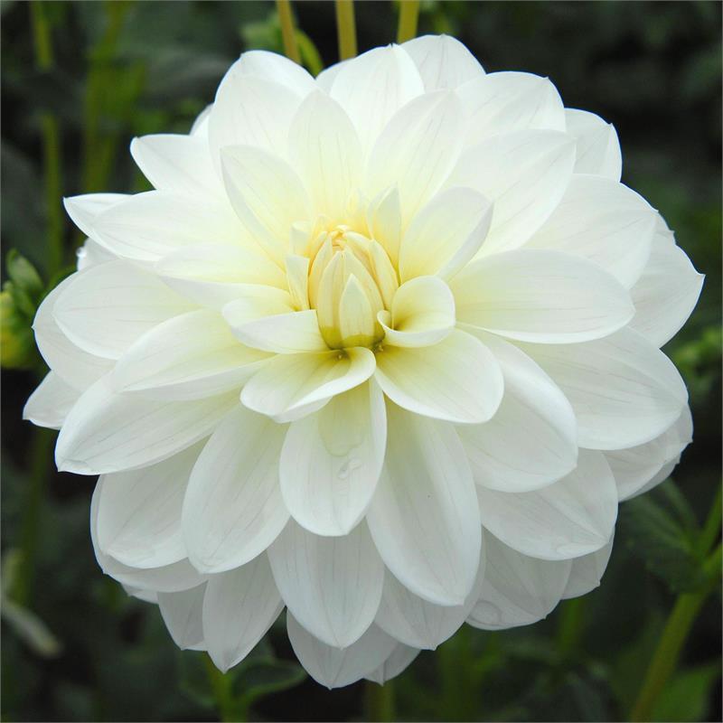 Bridezilla Dahlia