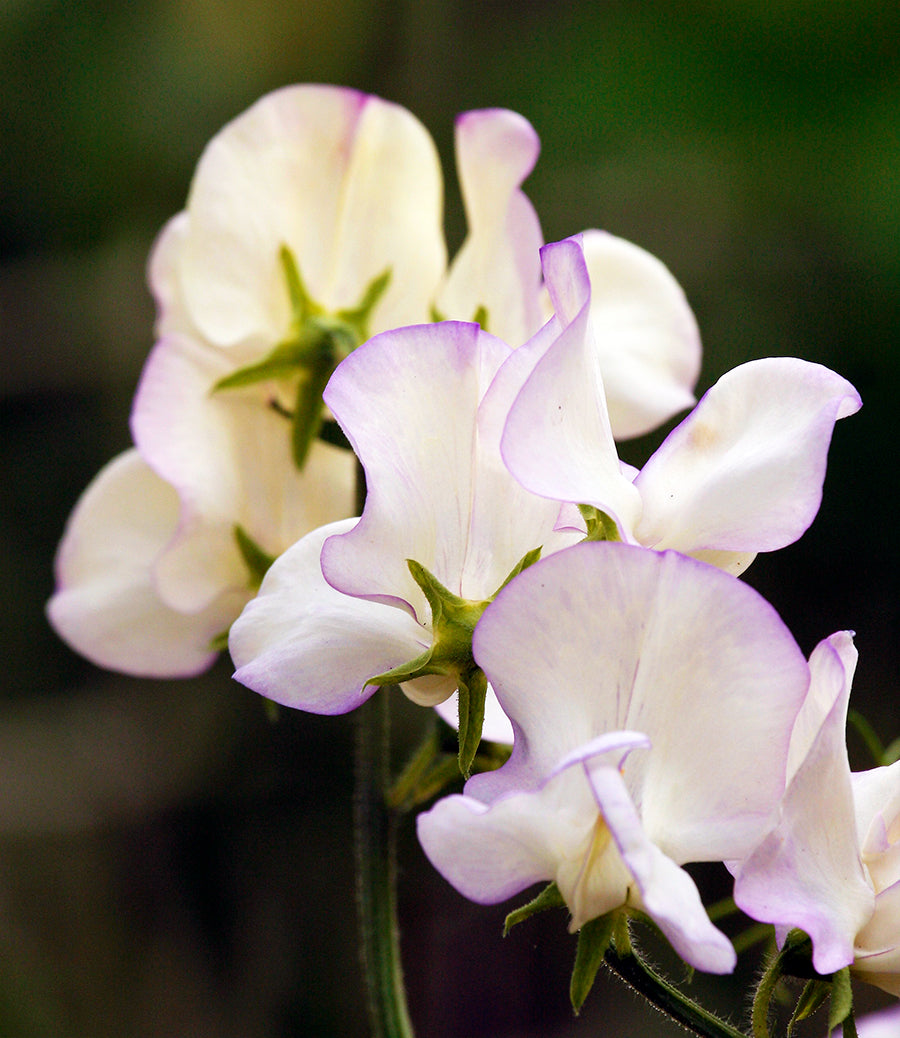 High Scent Sweet Pea seeds online shopping