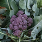 Summer Purple Broccoli Seeds online shopping