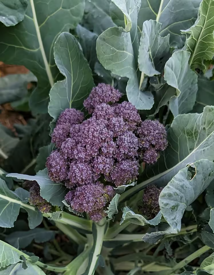 Summer Purple Broccoli Seeds online shopping