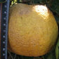Nine Pounder Lemon Budwood citrus plant material online shopping