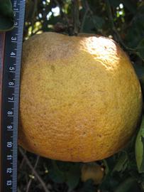 Nine Pounder Lemon Budwood citrus plant material online shopping