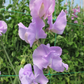Winter Sunshine Lavender Sweet Pea seeds online shopping