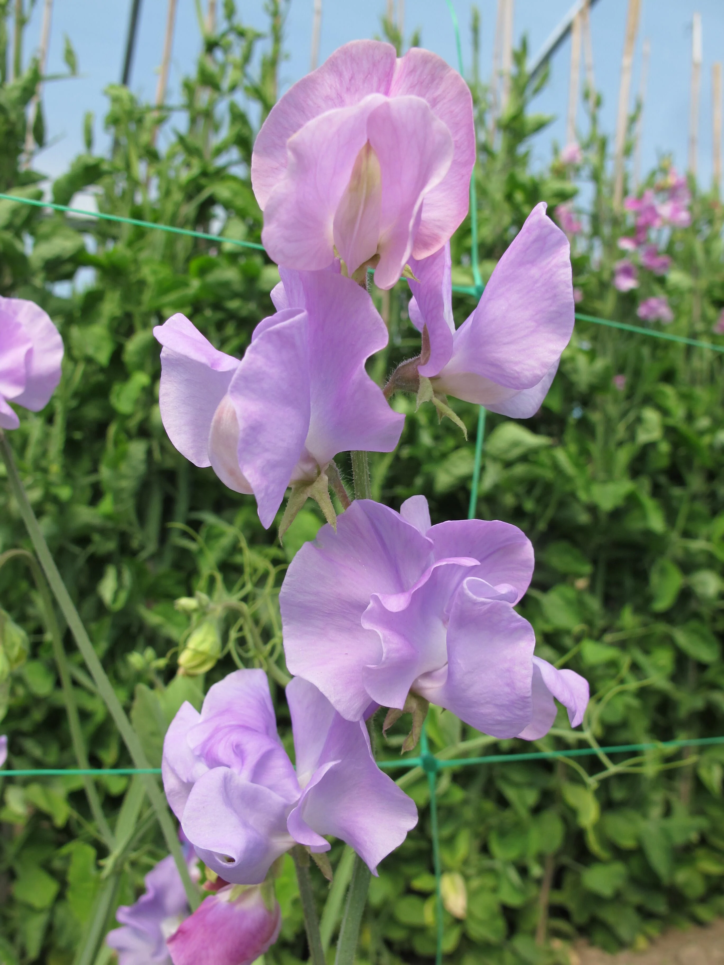 Winter Sunshine Lavender Sweet Pea seeds online shopping