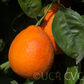 Clementine x Pearl Mandarin Hybrid Budwood citrus plant material online shopping