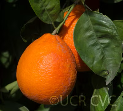 Clementine x Pearl Mandarin Hybrid Budwood citrus plant material online shopping