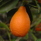 Indio Mandarinquat Budwood citrus plant material online shopping