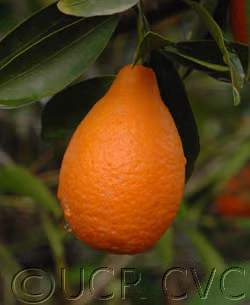 Indio Mandarinquat Budwood citrus plant material online shopping