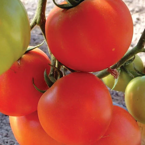 Caiman Organic Tomato